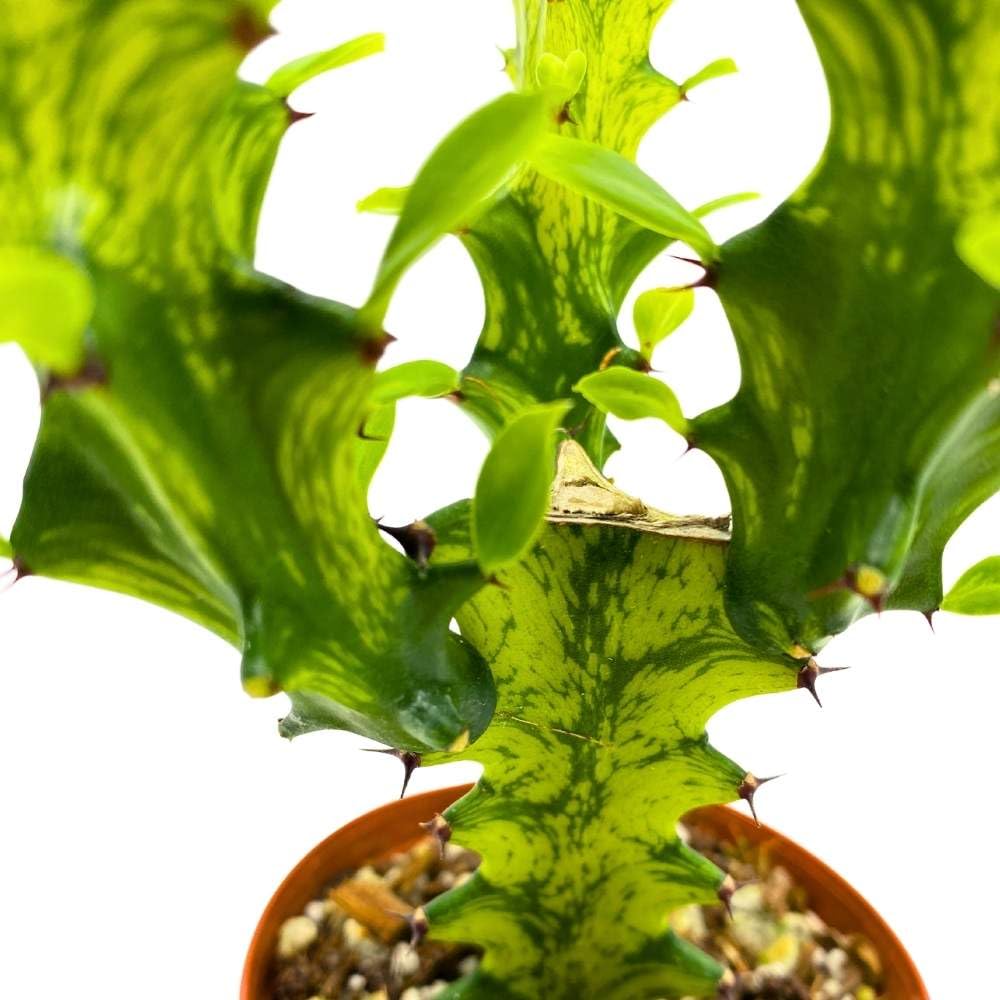 Tricolor Variegated Euphorbia Trigona, 2.5 inch, Green & White African Milk Tree