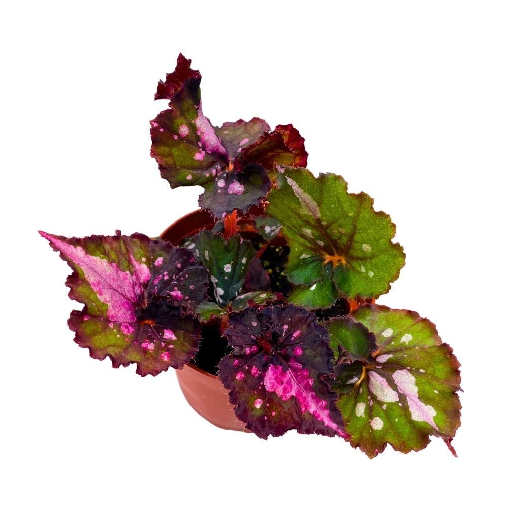 Harmony's Fatal Attraction Begonia Rex 4 inch Dark Pink