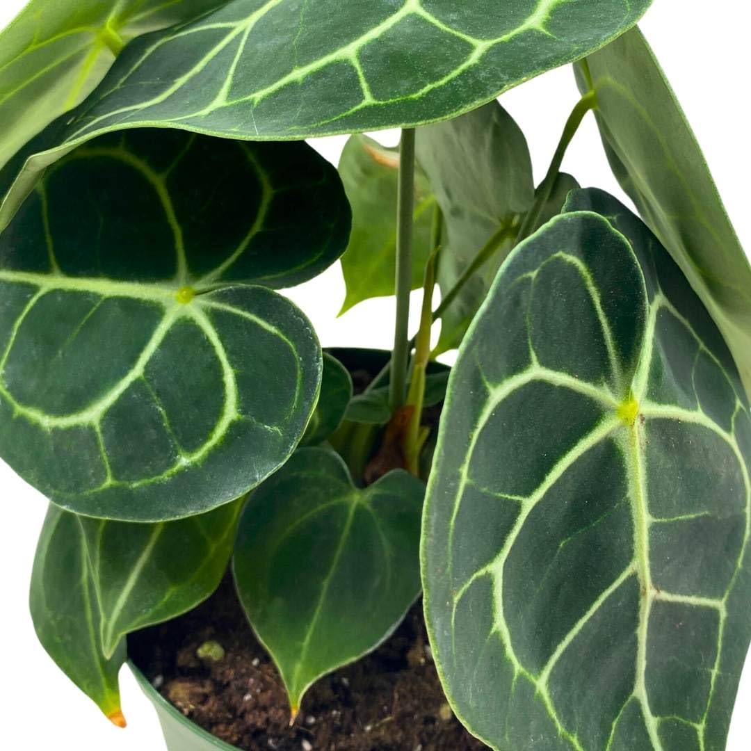 BubbleBlooms Anthurium Clarinervium in a 6 inch Pot