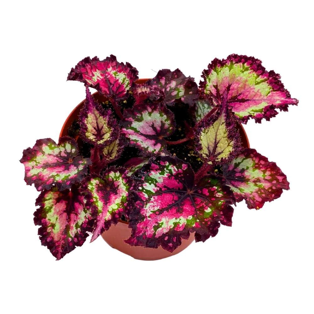 Harmony's Queen of Hearts 6 inch Begonia Rex Multicolored Ruffled Edges