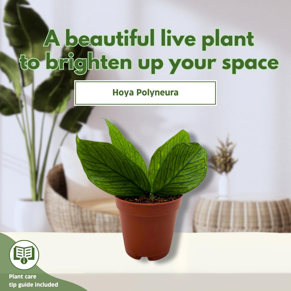 BubbleBlooms Hoya Polyneura in a 2 inch Pot Tiny Mini Pixie Plant