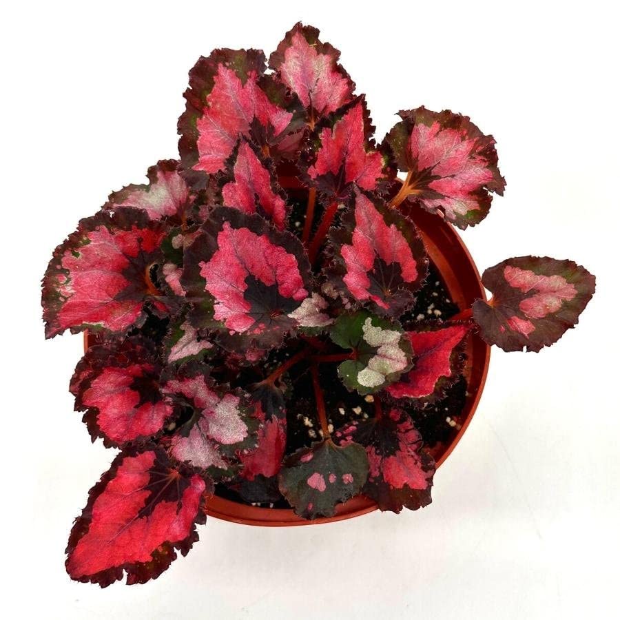 Harmony's Red Robin Begonia, in a 6 inch Pot, Begonia rex