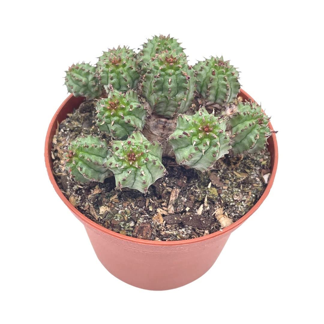 Euphorbia Horrida, 3 inch, African Milk Barrel