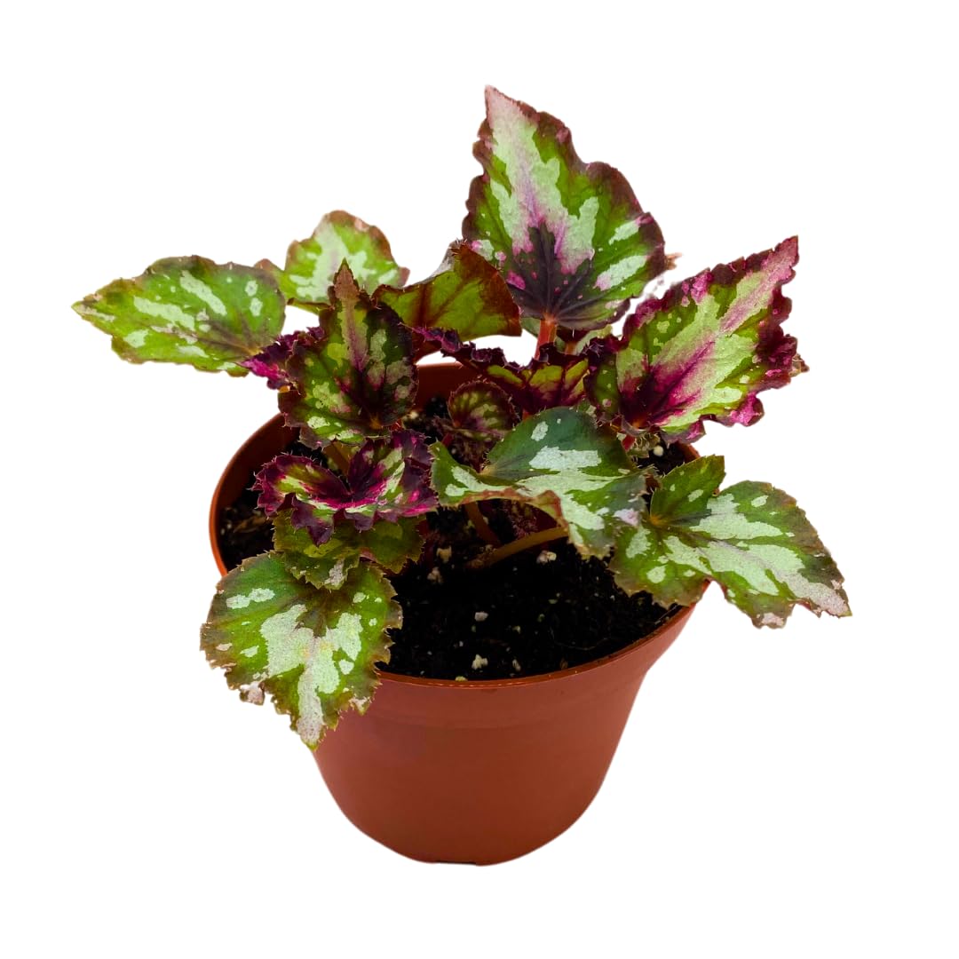 Harmony Foliage Harmony's Red Star Begonia Rex 4 inch Reddish Pink