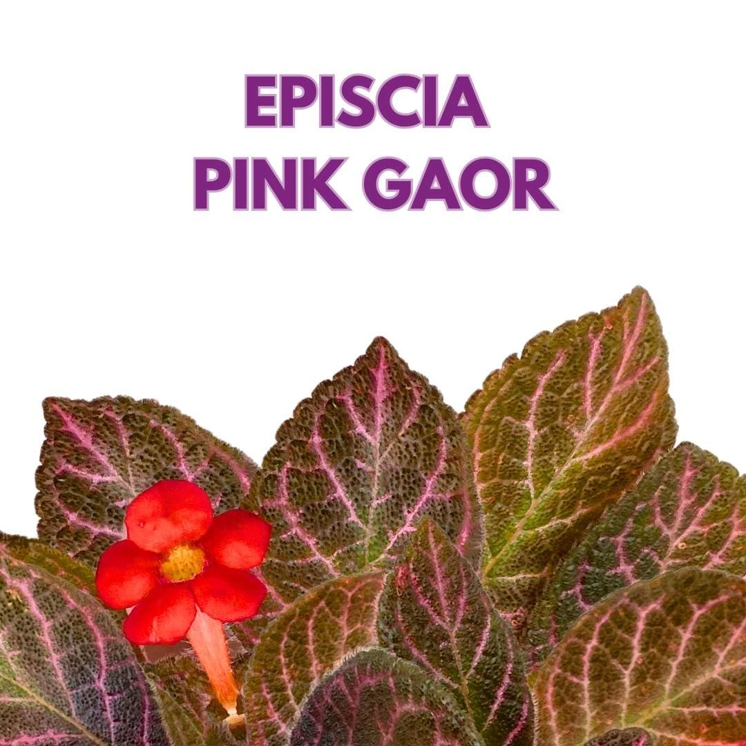 Harmony Foliage Episcia Pink Gator Flame Violet 4 inch