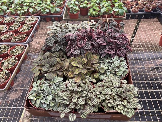 Harmony Foliage Ripple Peperomia Assortment in 6 inch pots 6-Pack Bulk Wholesale