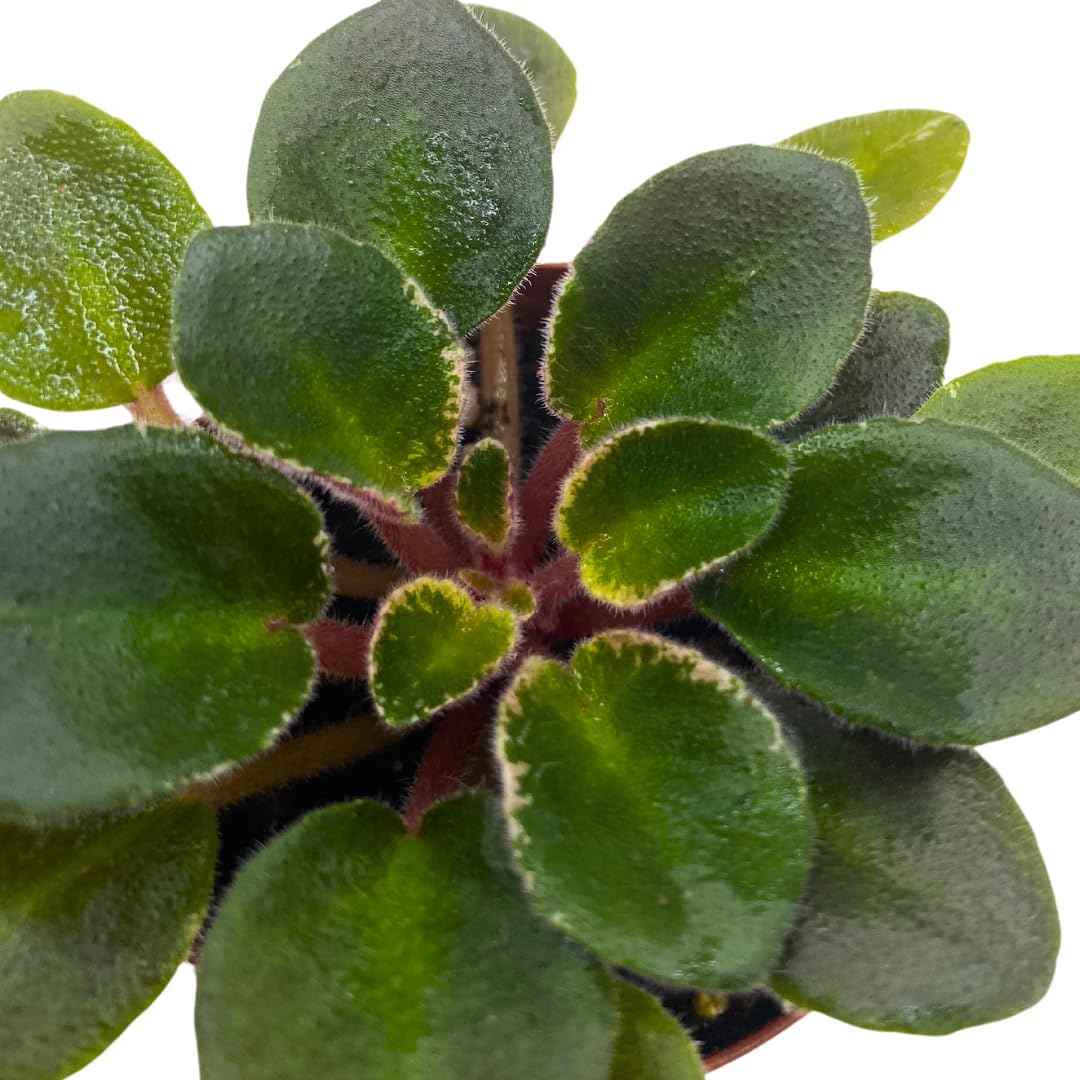 Harmony Foliage Mini African Violet Cajun's Le Bon Ton Roule Variegated, 2 inch Pink Flower