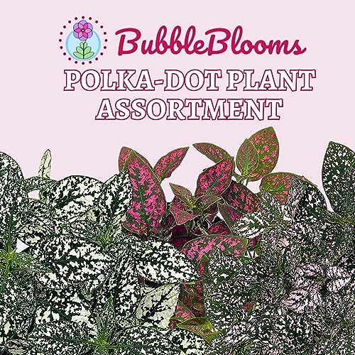 BubbleBlooms Polka Dot Plant Assortment in a 4 inch Pot Hypoestes Phyllostachya, Pink, White, and red, Flamingo Splash, Set of 3