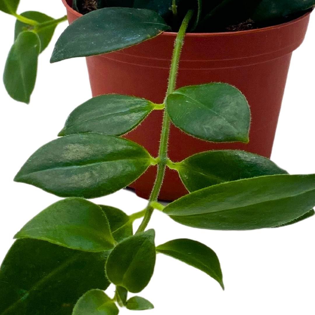 BubbleBlooms Lipstick Plant in a 4 inch Pot Lip Stick Vine Aeschynanthus radicans