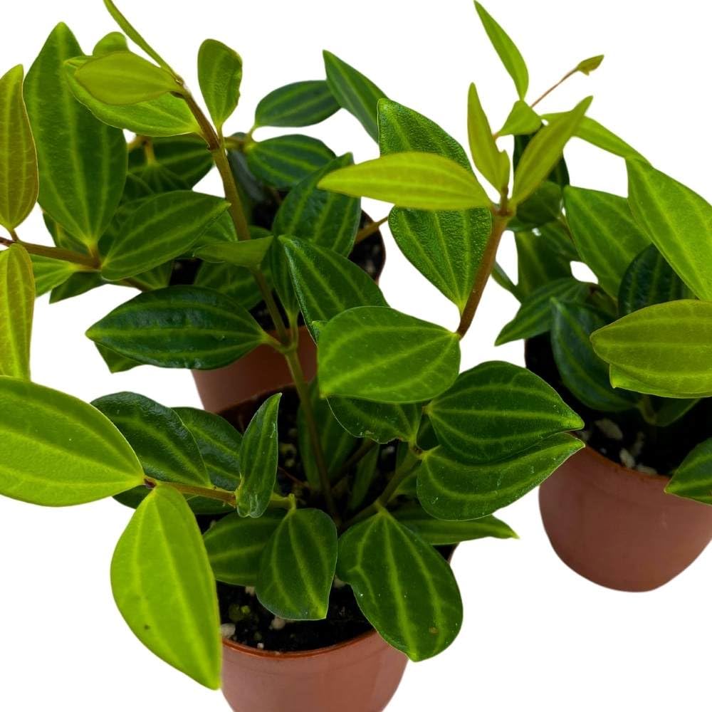 Peperomia Stilt puteolata tetragona Parallel, 2 inch Set of 3, Tiny Mini Pixie Plant