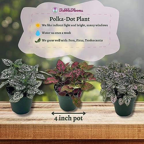 BubbleBlooms Polka Dot Plant Assortment in a 4 inch Pot Hypoestes Phyllostachya, Pink, White, and red, Flamingo Splash, Set of 3