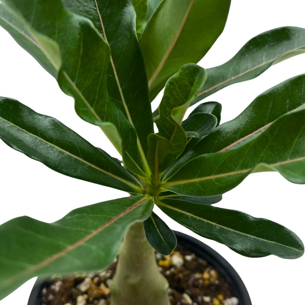BubbleBlooms Desert Rose Famille Rose in a 4 inch Pot Extremely Rare Flower