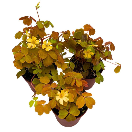 BubbleBlooms Golden Oxalis spiralis Aurea Set of 3 in 2 inch pots Tiny Mini Pixie Plant