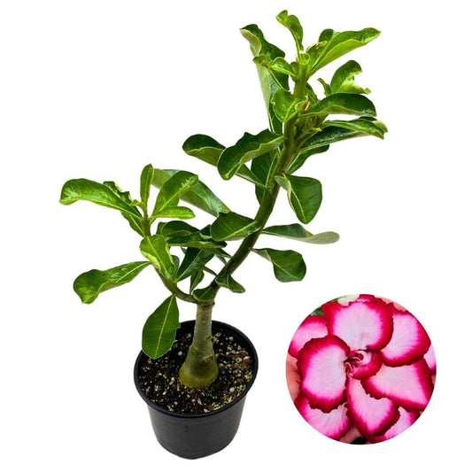 BubbleBlooms Desert Rose Royal Empress 5 inch Pot White Pink and Red Variegated Exotic Rare Flower