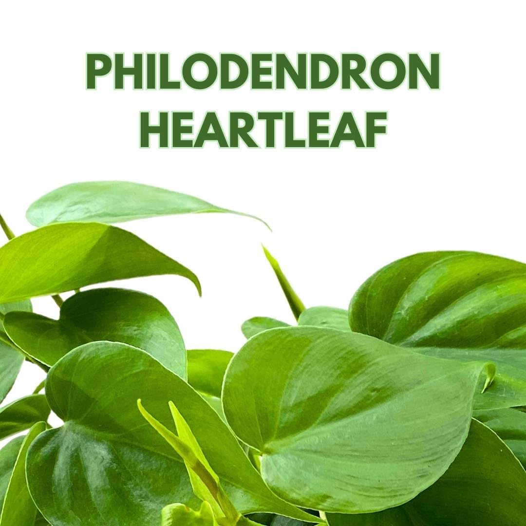 BubbleBlooms Philodendron Heartleaf 4 inch hederaceum