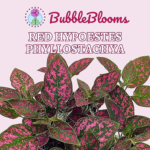 BubbleBlooms Red Hypoestes Phyllostachya in a 4 inch Pot Polka Dot Flamingo Plant