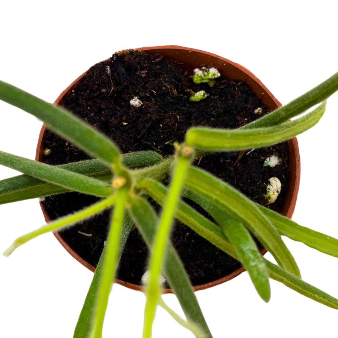 BubbleBlooms Hoya Linearis in a 2 inch Pot