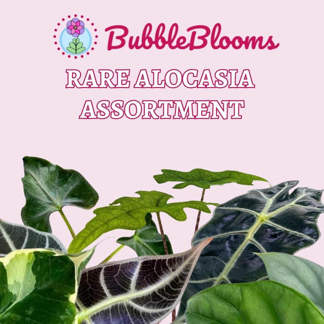 Rare Alocasia Assortment, 2 inch Set of 6, Jewel Variegated Jacklyn, Cuprea Pixie Plants