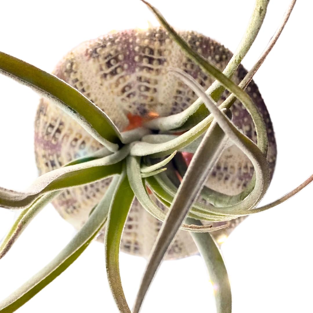 BubbleBlooms Small Tillandsia Jellyfish, Cute Hanging air Plant with Seashell