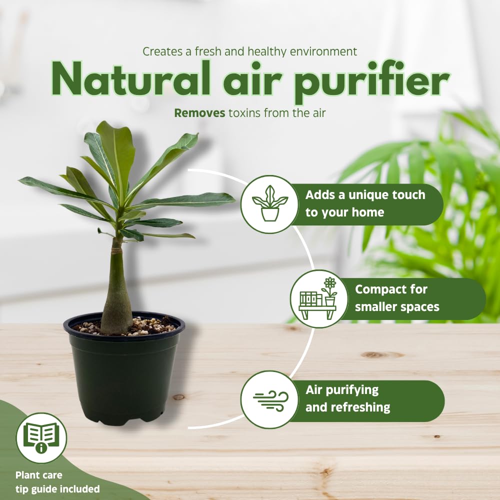 BubbleBlooms Desert Rose Wonderland in a 4 inch Pot Extremely Rare Flower