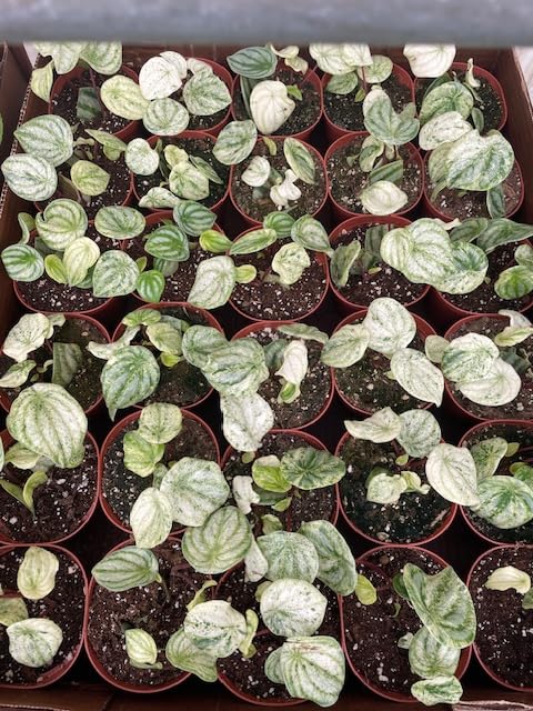 Harmony Foliage Harmony's Gold Dust Variegated Watermelon Peperomia in 4 inch pots 15-Pack Bulk Wholesale Plants