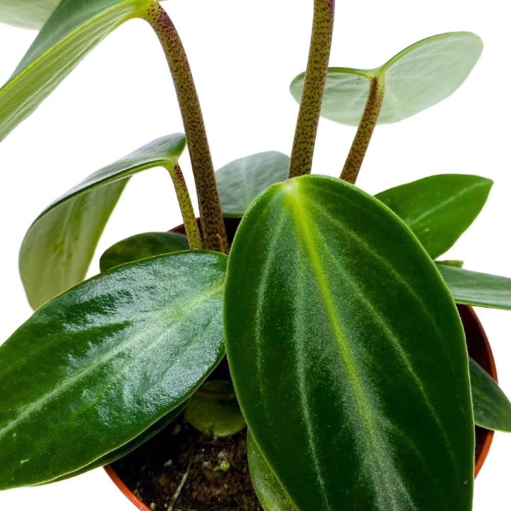 Peperomia Maculosa, Spotted-Stalked Pep, Monster Peperomia, 4 inch