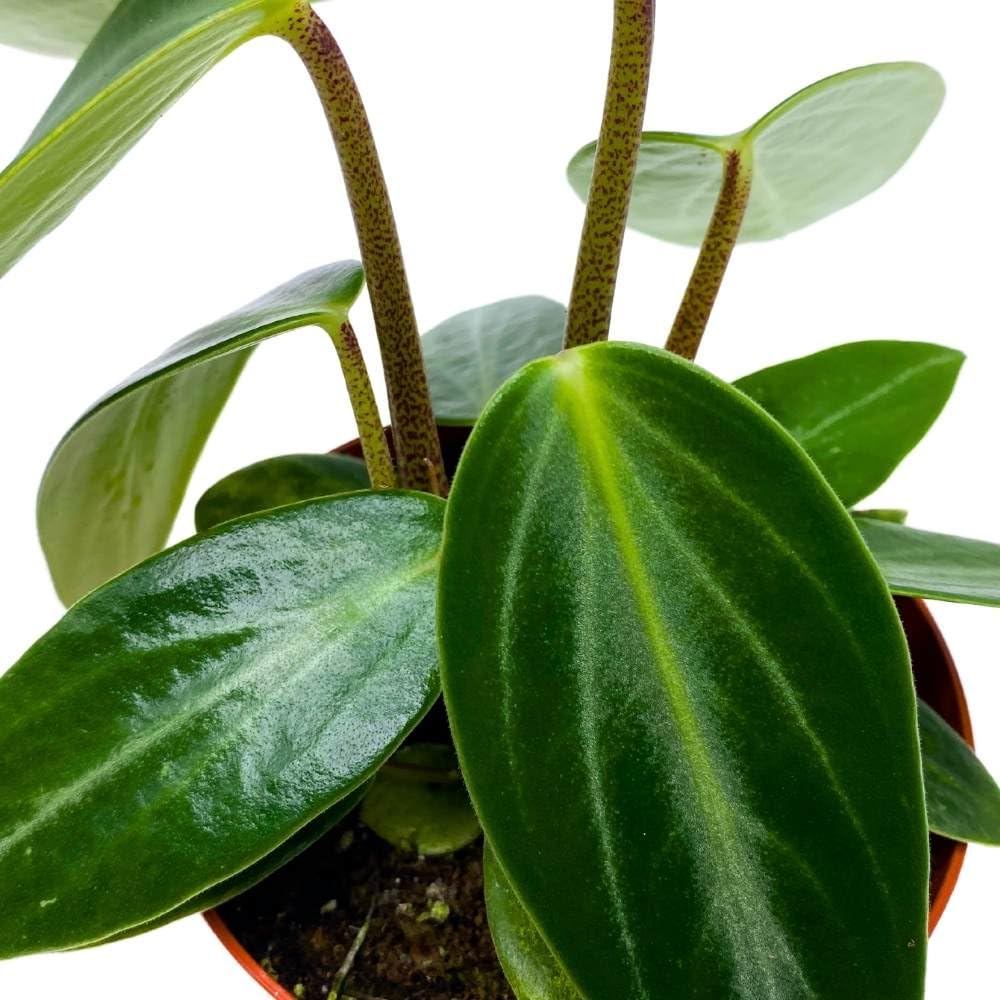 Harmony Foliage Peperomia Maculosa, Spotted-Stalked Pep, Monster Peperomia