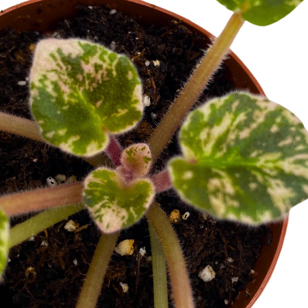 Harmony Foliage Mini African Violet Cajun's Lil Love Variegated 2 inch Pink Purple Flower