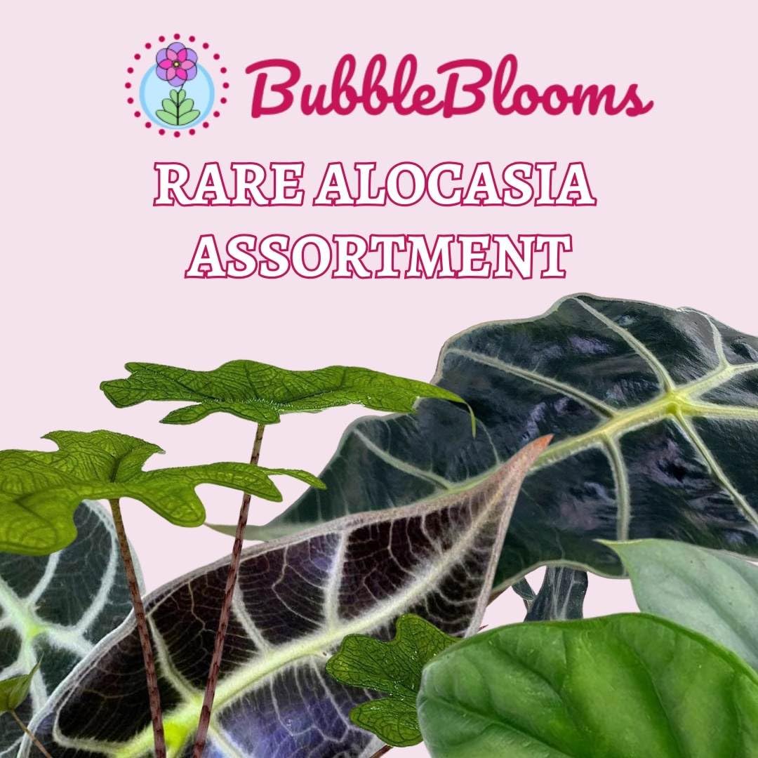 Rare Alocasia Assortment, 2 inch Set of 4, Jewel Variegated Jacklyn, Cuprea Pixie Plants