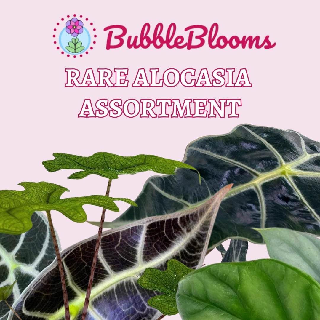 BubbleBlooms Rare Alocasia Assortment, 2 inch Set of 4, Jewel, Jacklyn, Cuprea Pixie Plants