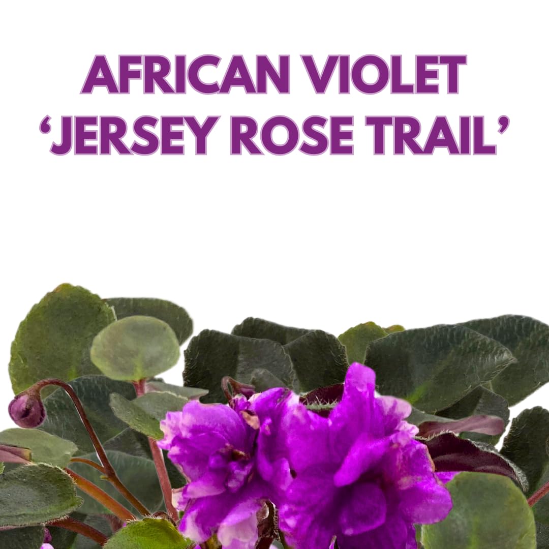 Harmony Foliage Mini African Violet Jersey Rose Trail 2 inch Purple Flower