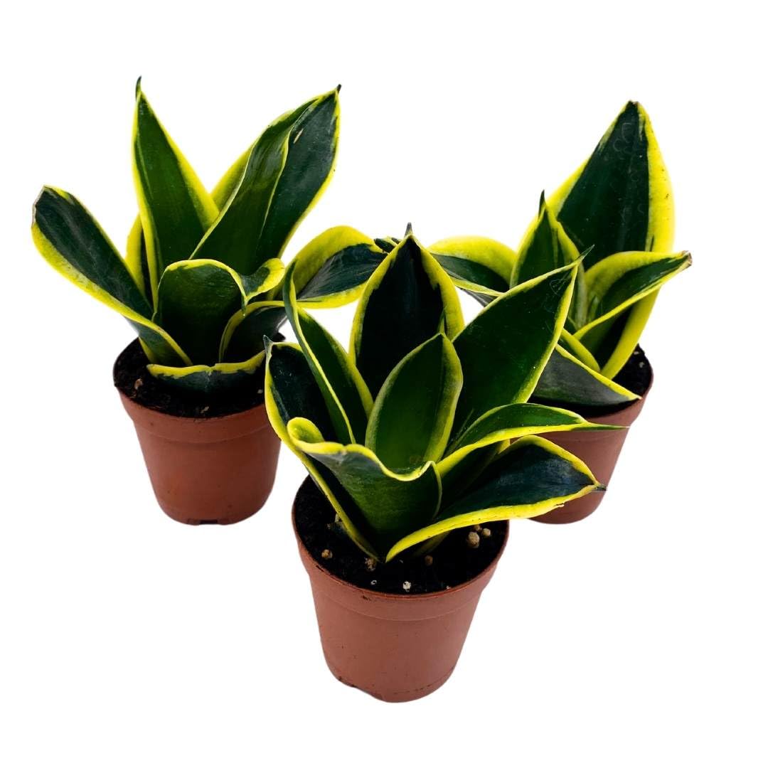 Black Gold Snake Plant 2 inch Set of 3 Green Yellow Albomarginata Dwarf Rosette Sansevieria Tiny Mini Pixie Plants