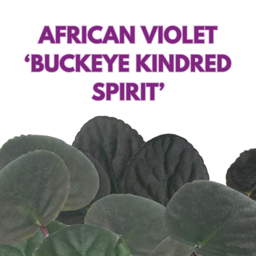 Harmony Foliage African Violet Buckeye Kindred Spirit 4 inch Pink Flower