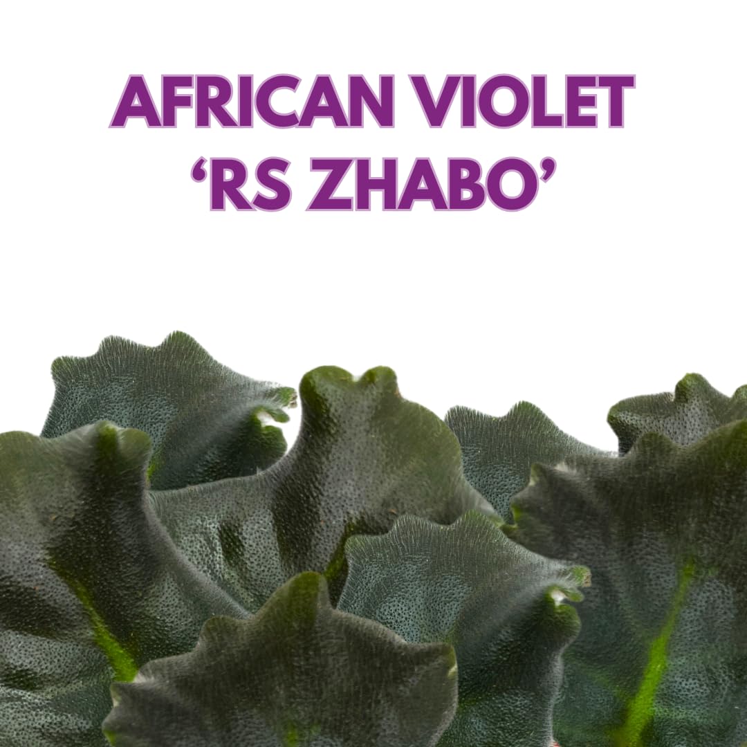 Harmony Foliage African Violet RS Zhabo 4 inch White Ruffle Flower