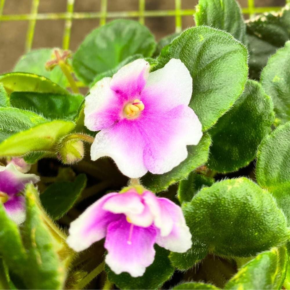 BE Phnom Penh African Violet, 4 inch, Gesneriad Purple Flower White Edge Albomarginata Variegated