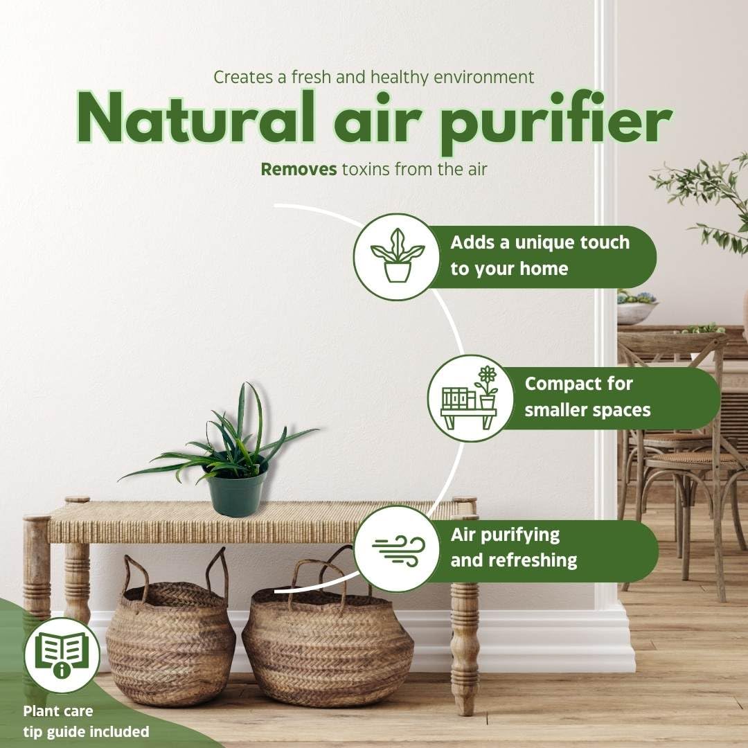 BubbleBlooms Hoya Kentiana in a 4 inch Pot