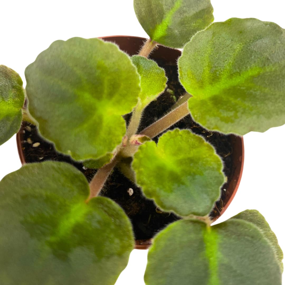 Harmony Foliage Mini African Violet Harmony's Golden Dawn, 2 inch Purple Flower