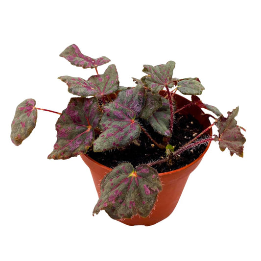 Harmony Foliage Saxon's Mystery Begonia Rex 4 inch Black and Pink