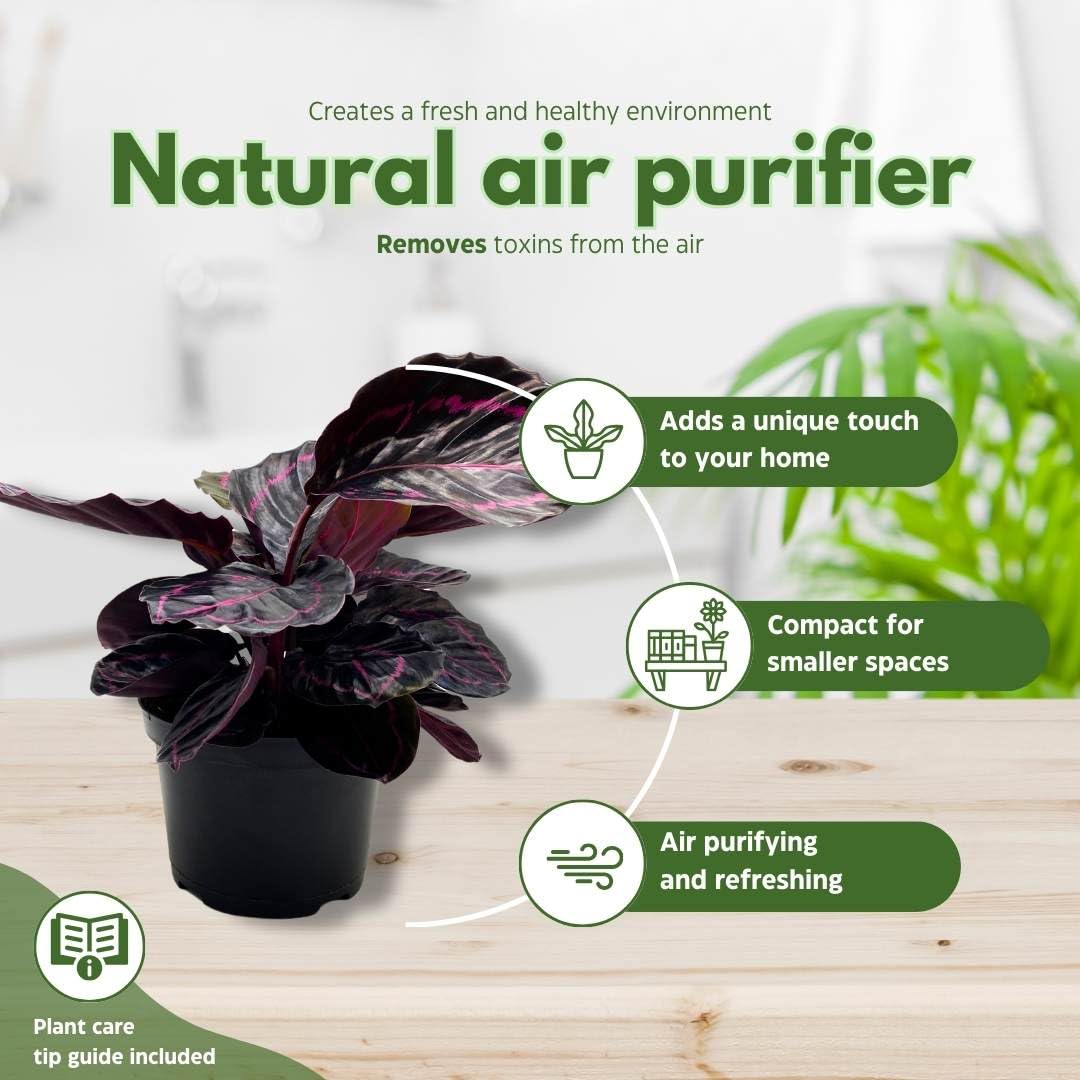 BubbleBlooms Calathea Dottie Black Rose Roseopicta in a 4 inch Pot