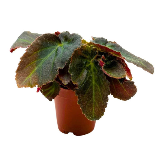 BubbleBlooms Begonia Brazillian Lady Angel Wing 2 inch