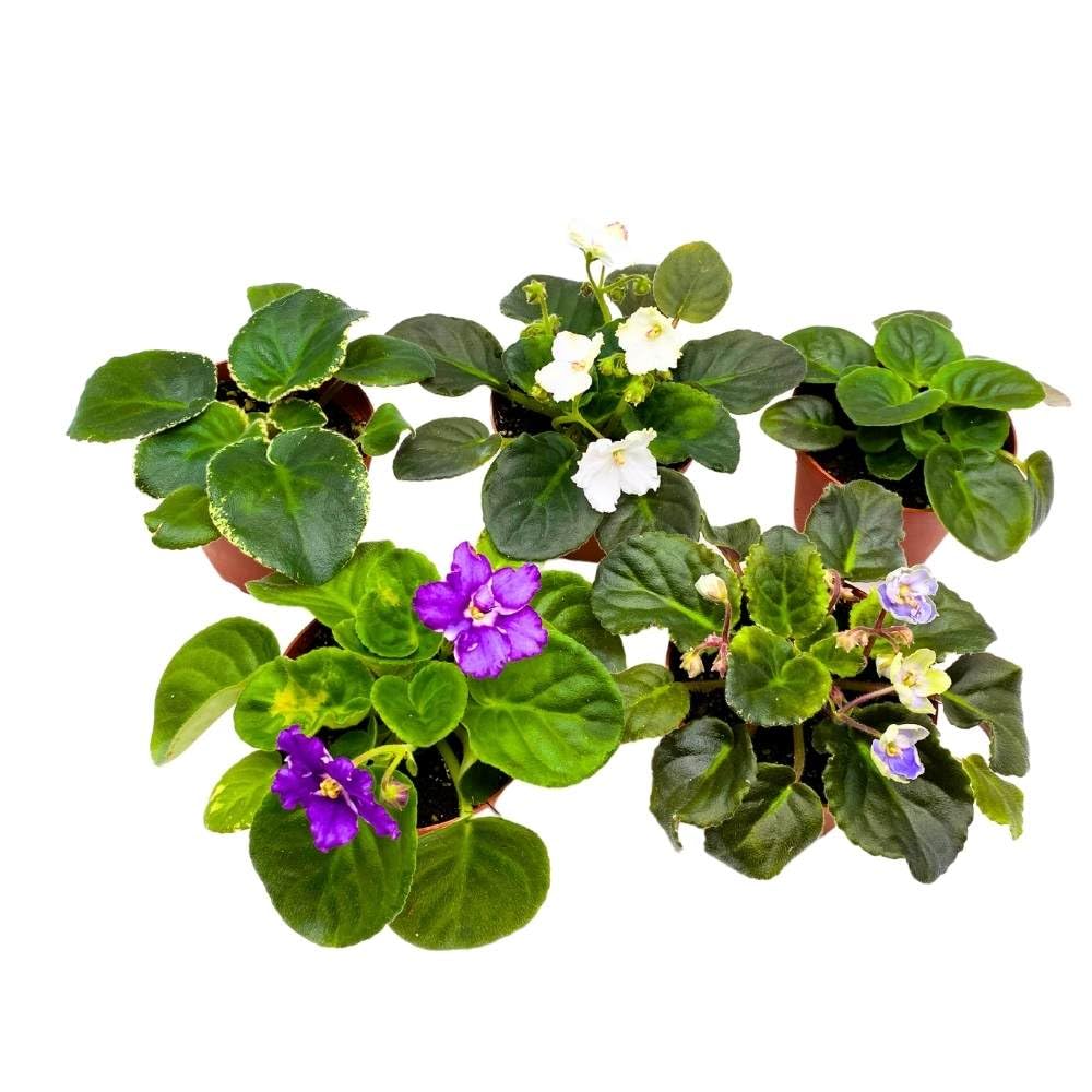 Harmony Foliage Harmony's African Violet Assortment, 4 inch Set of 5, Rare Saintpaulia Violets Gesneriads