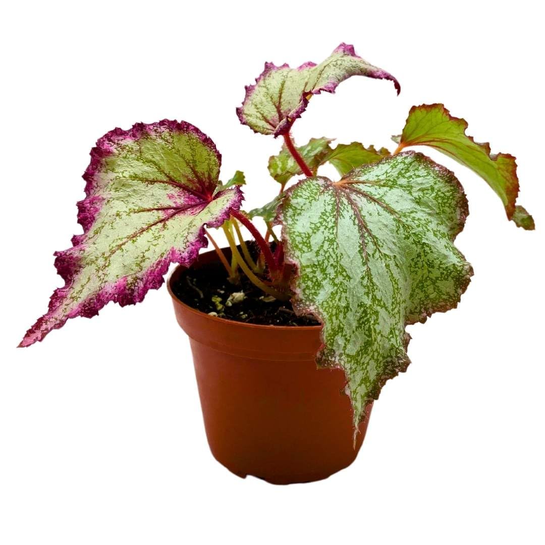 Harmony Foliage Begonia Rex Ring of Fire 6 inch