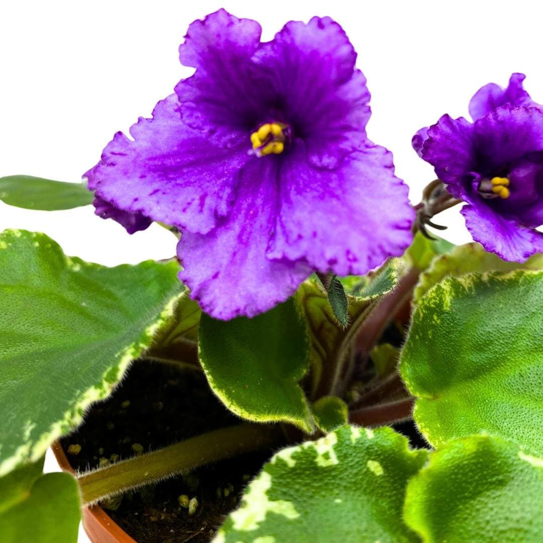 Harmony Foliage African Violet Wrangler's Banjo Dancing 4 inch