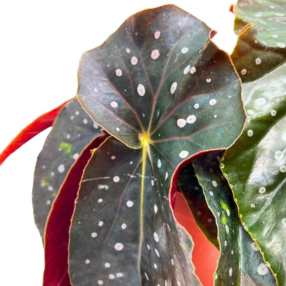 Harmony's Angel Kisses Angel Wing, 6 inch Cane Begonia Black Narrow Curly Leaf Silver Tip White Polkadots
