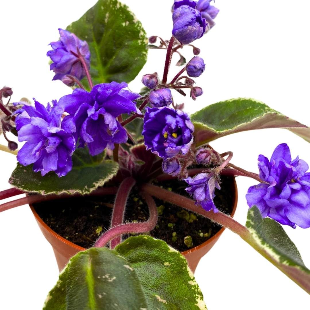 Harmony Foliage African Violet Wrangler's Swinging Blues 4 inch