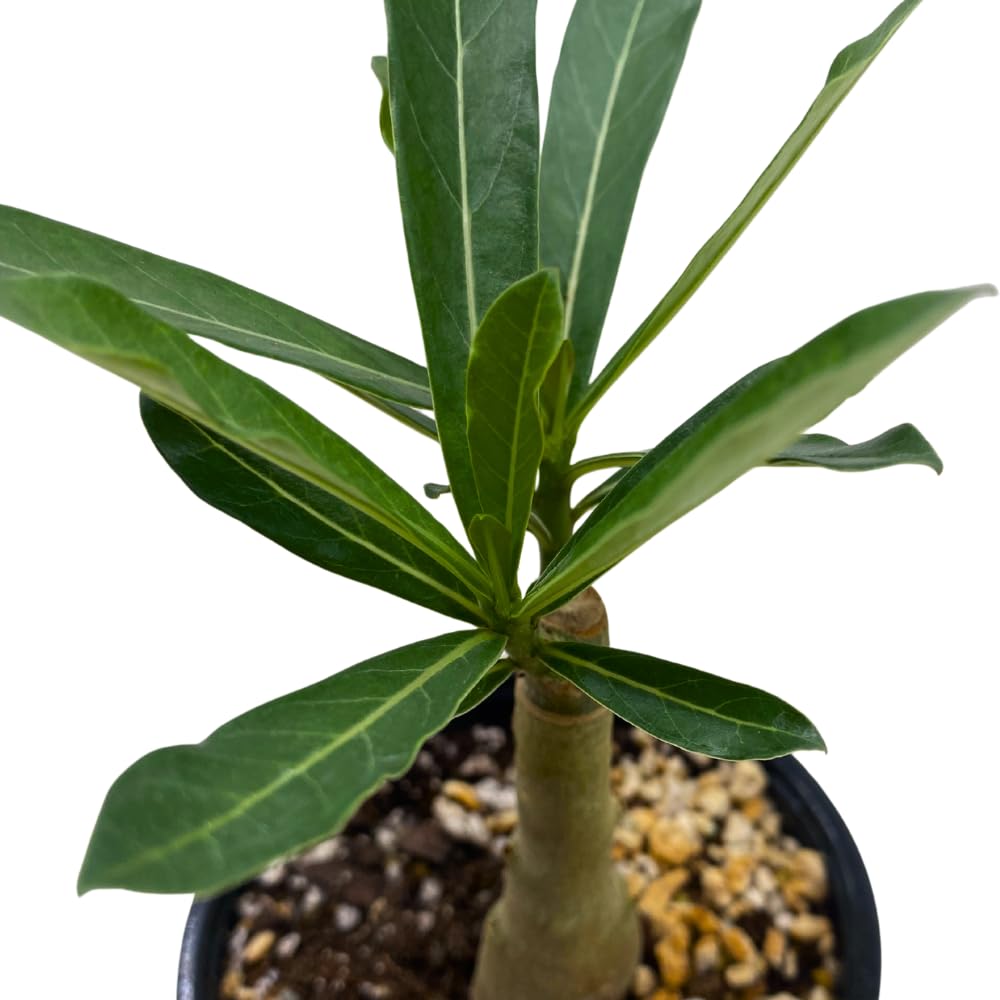 BubbleBlooms Desert Rose Tuo Yao in a 4 inch Pot Extremely Rare Flower