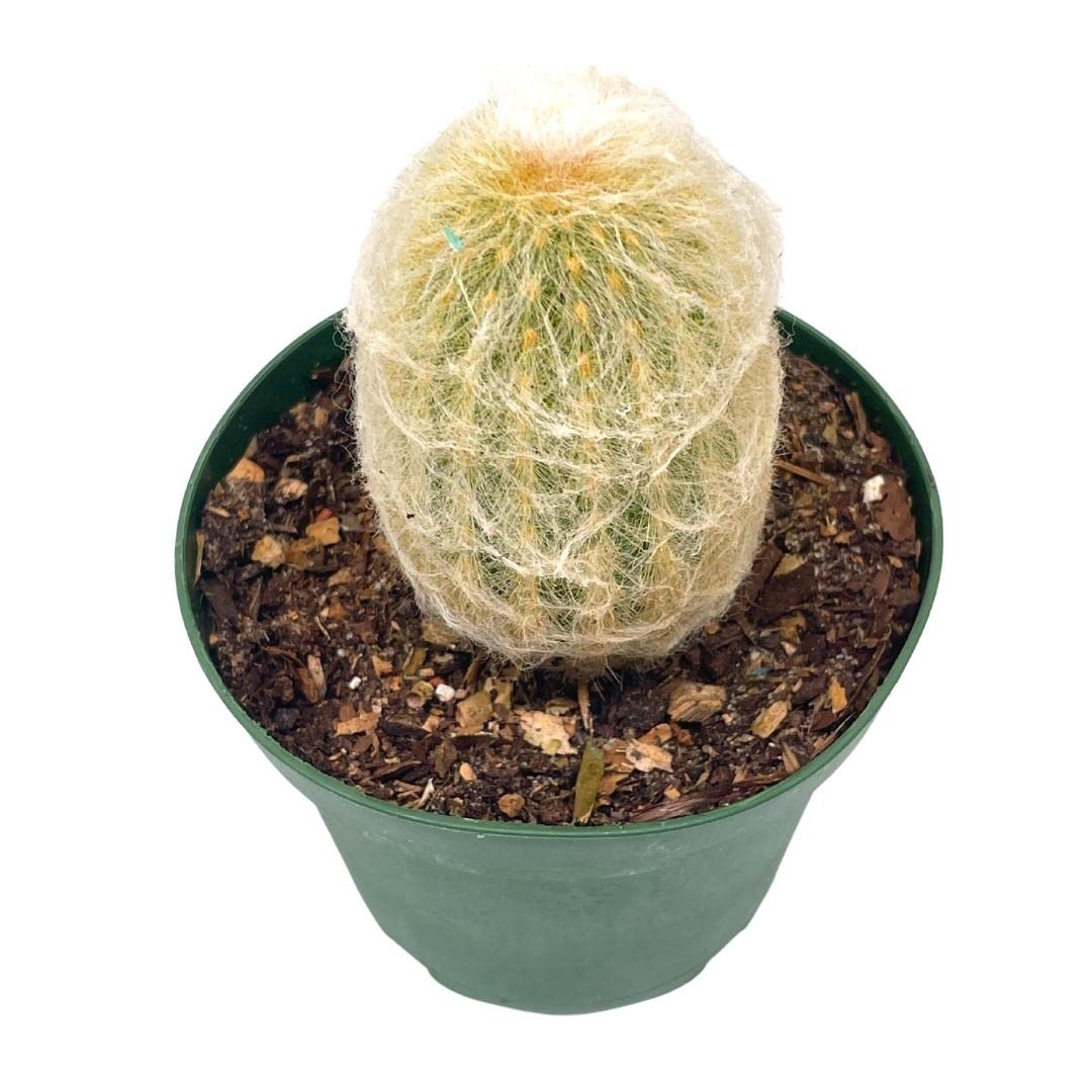BubbleBlooms Silver Torch Cactus in a 4 inch Pot Cleistocactus strausii Snow Pole Wooly