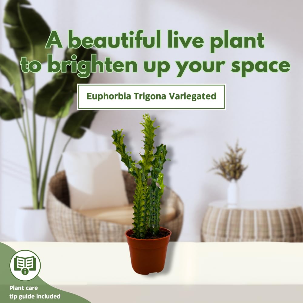 BubbleBlooms Variegated African Milk Tree in a 4 inch Pot Tricolor Green and White Euphorbia Trigona