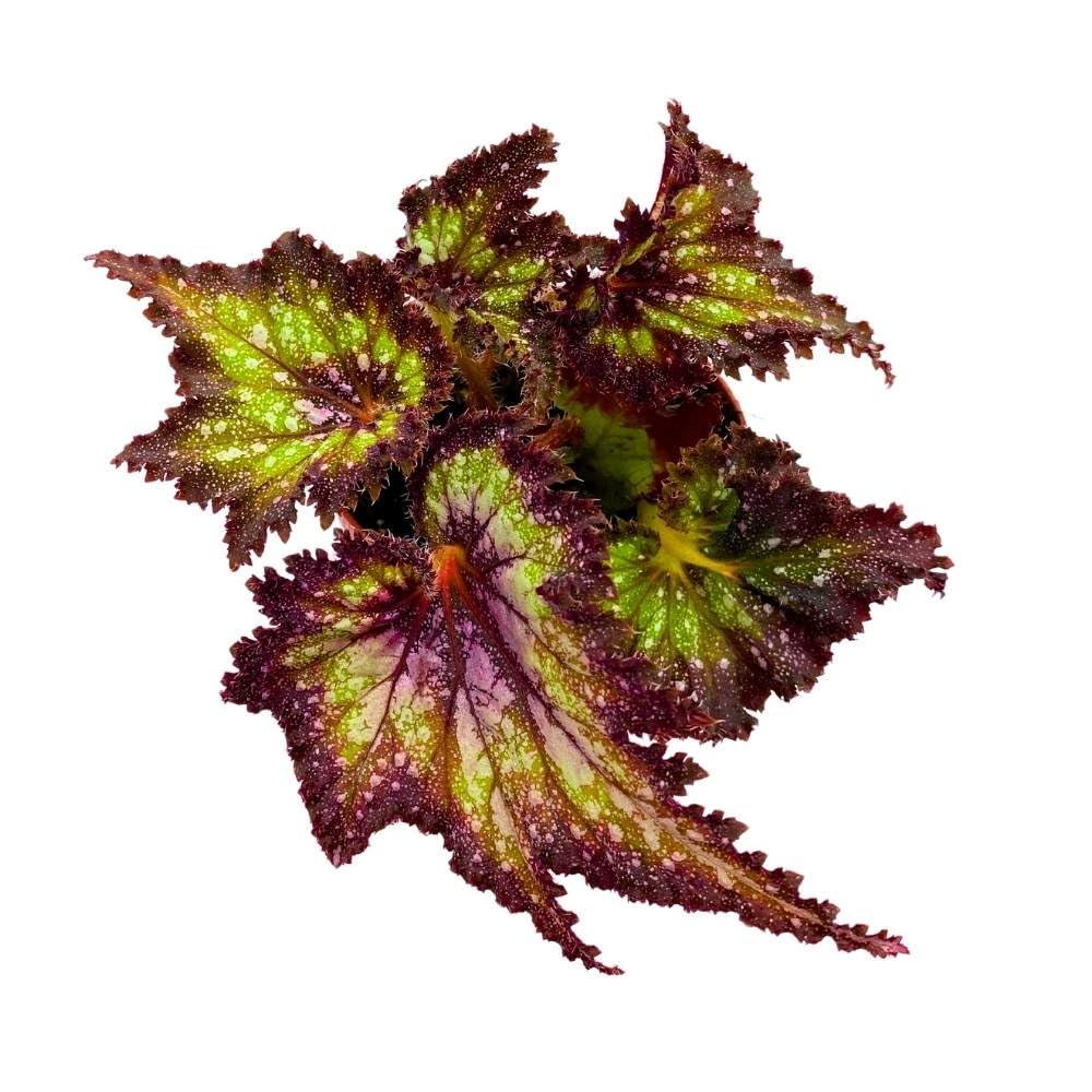 Harmony's Star Dragon Begonia Rex, 4 inch Purple with Green Spotty, Jagged Leaf