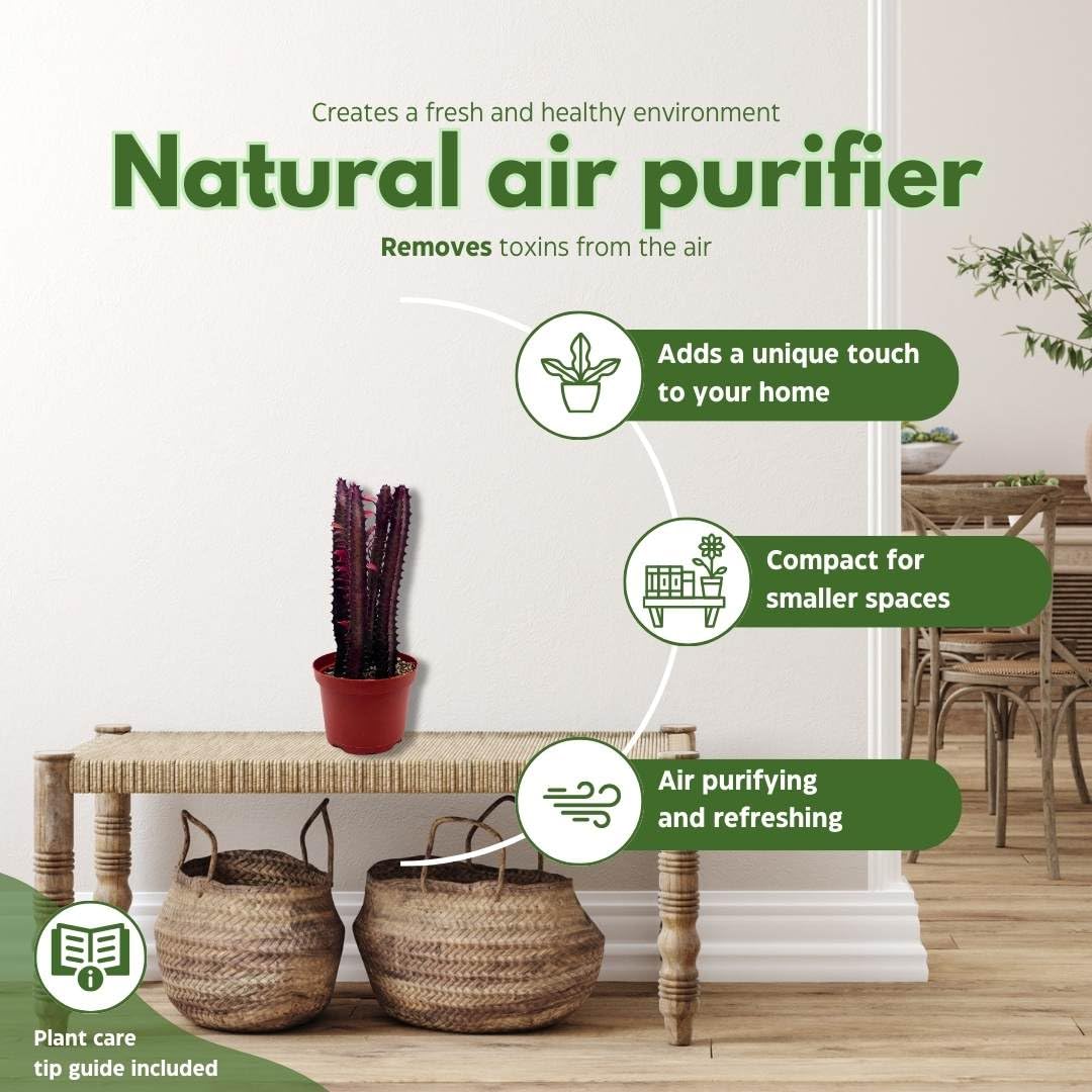 BubbleBlooms Red African Milk Tree in a 6 inch Pot Euphorbia Trigona, All red